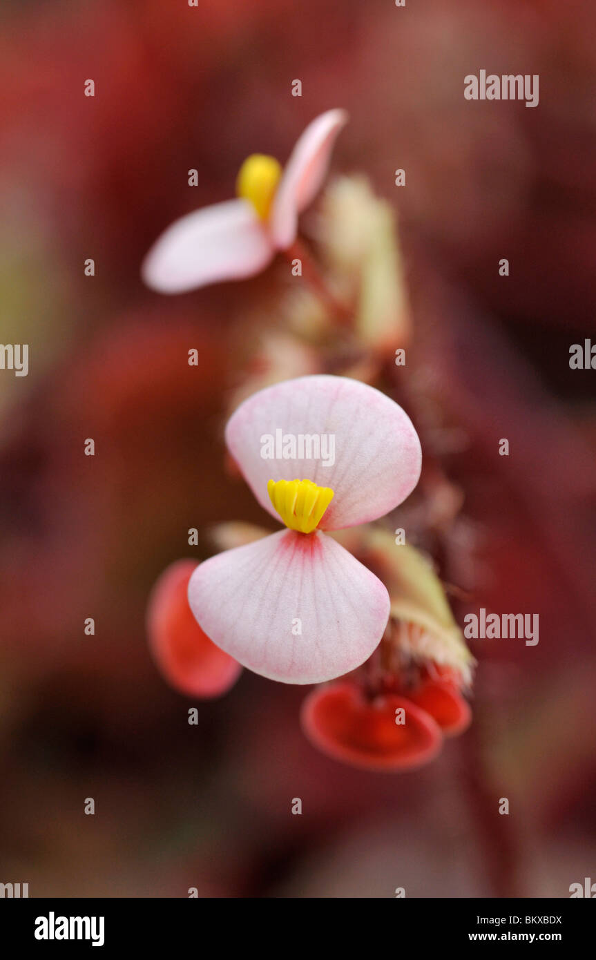 Eyelash begonia (Begonia bowerae 'Rubra') Stock Photo