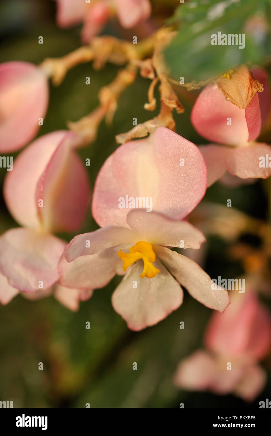 Begonia (Begonia aconitifolia) Stock Photo