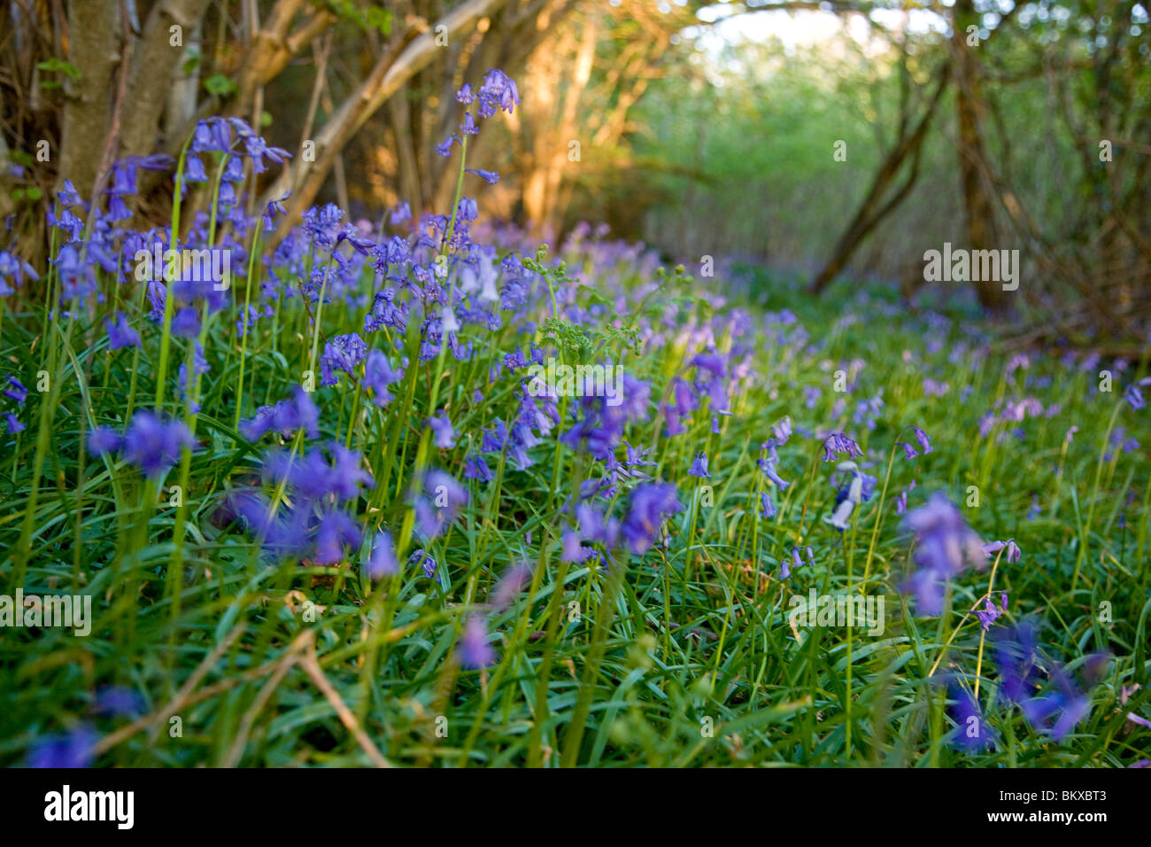 Field of bluebells Hyacinthoides non-scripta Stock Photo