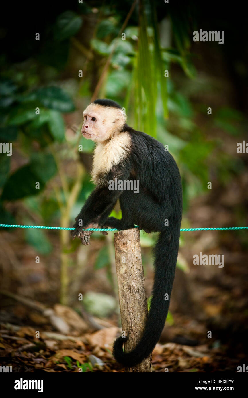 White Capucine Monkey in Manuel Antonio National Park, Costa Rica Stock Photo