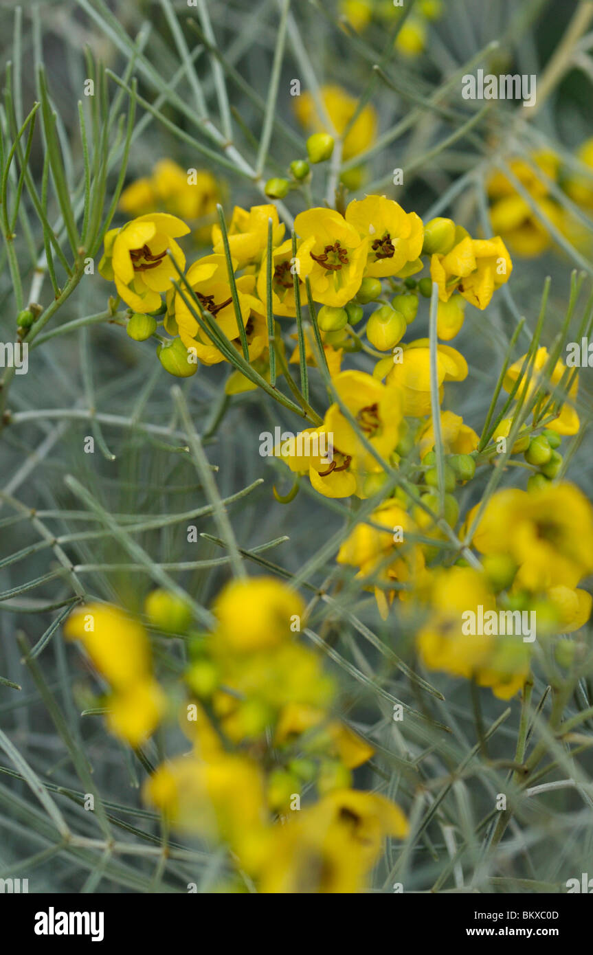 Silver senna (Senna artemisioides syn. Cassia artemisioides) Stock Photo