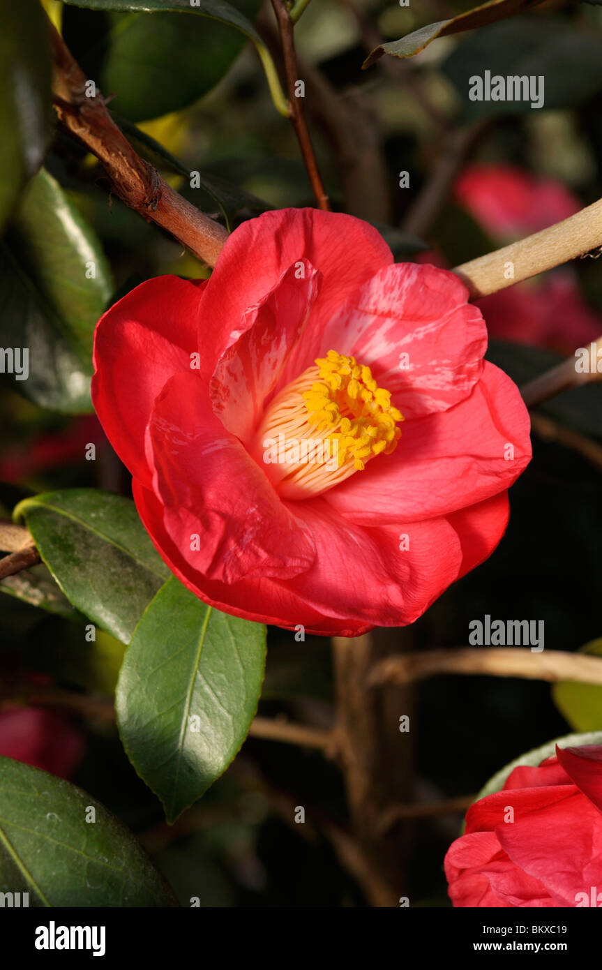 Japanese camellia (Camellia japonica 'Drama Girl') Stock Photo