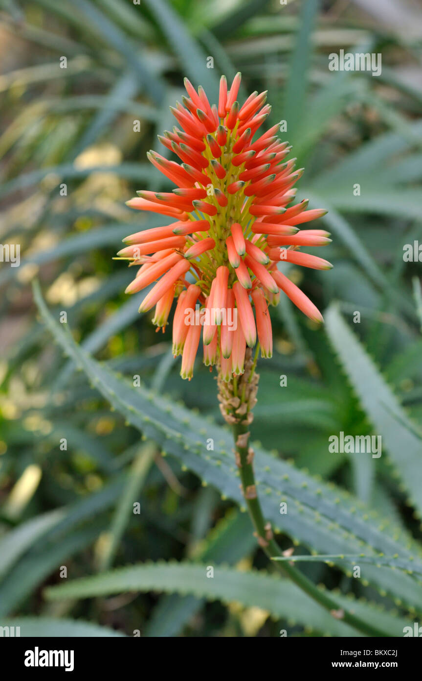 Candelabra aloe (Aloe arborescens) Stock Photo