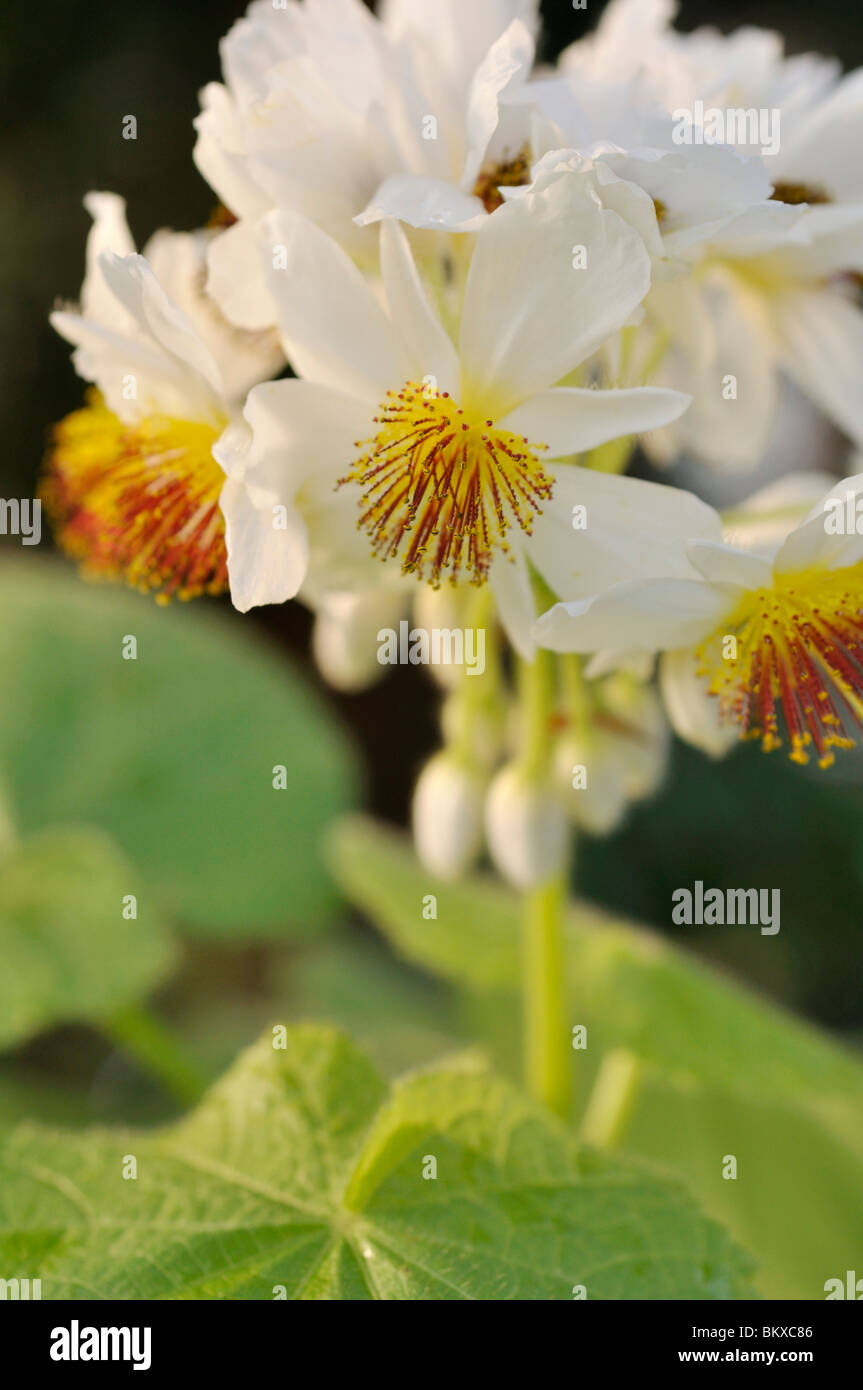 African hemp (Sparrmannia africana) Stock Photo