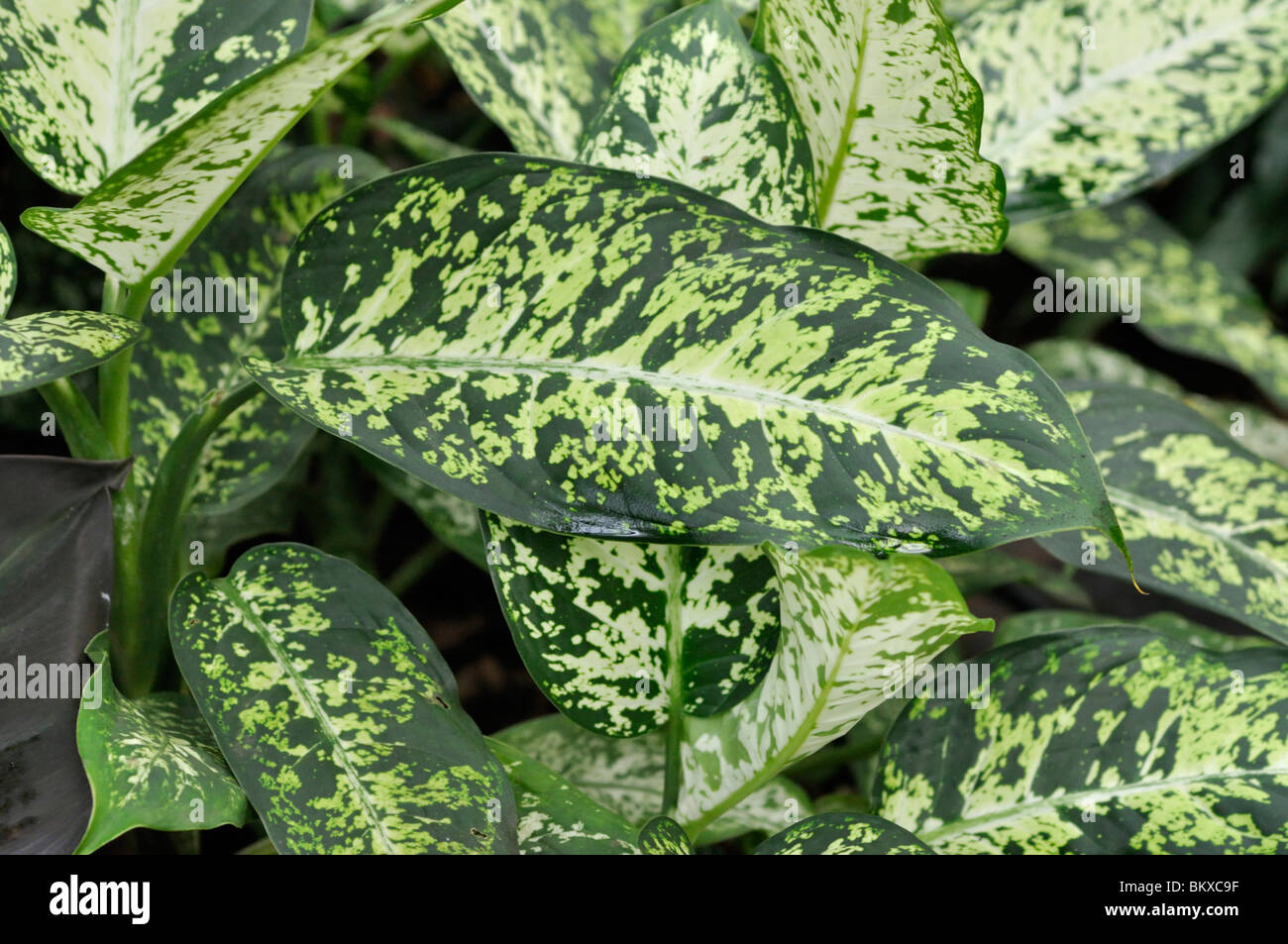 Dieffenbachia maculata 'Exotica' Stock Photo