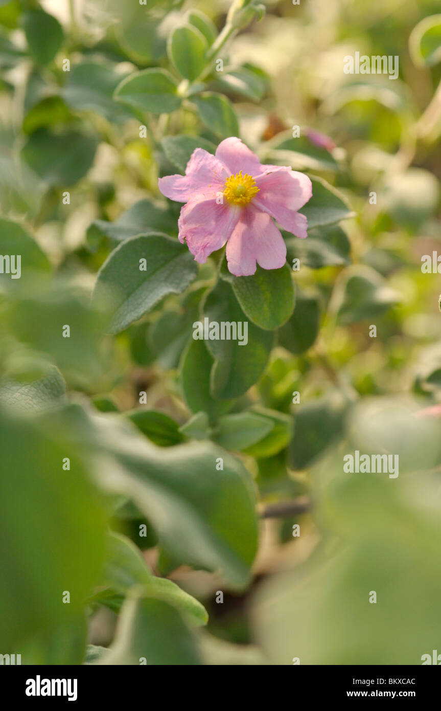 Small-flowered rock rose (Cistus parviflorus) Stock Photo