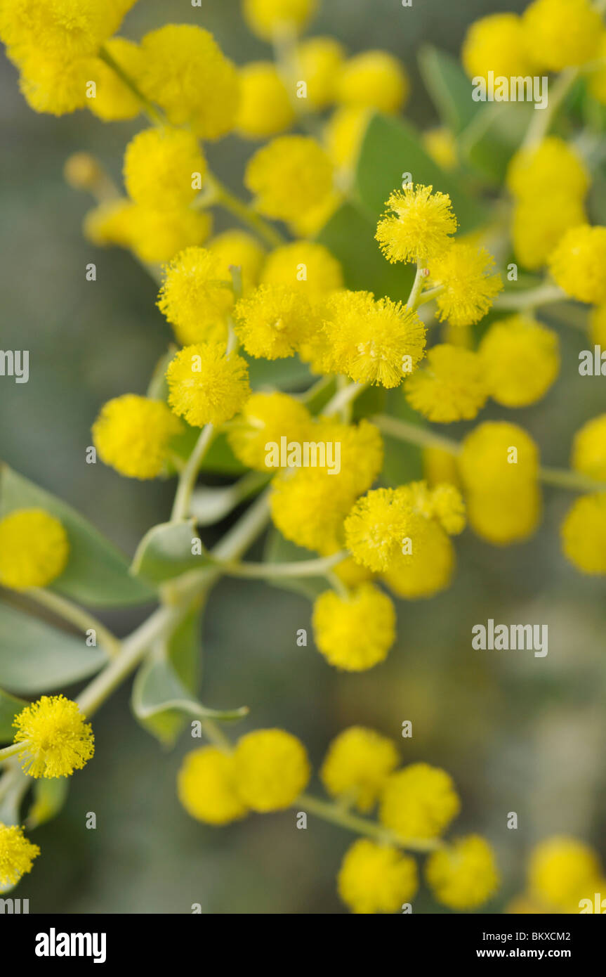 Knife leaf wattle (Acacia cultriformis Stock Photo - Alamy