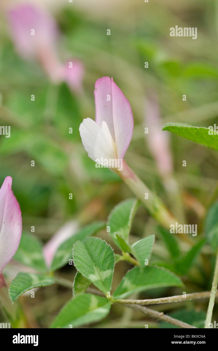 Oneflower clover (Trifolium uniflorum) Stock Photo