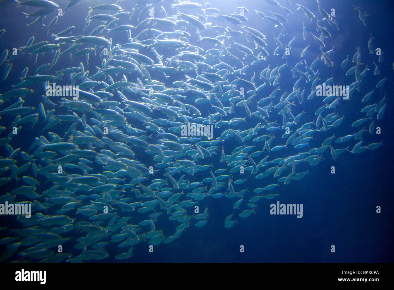 School of herring Stock Photo