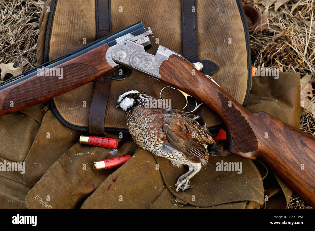 Beretta 28 Gauge Shotgun and Harvested Bobwhite Quail at Deer Creek Lodge in Webster County, Kentucky Stock Photo