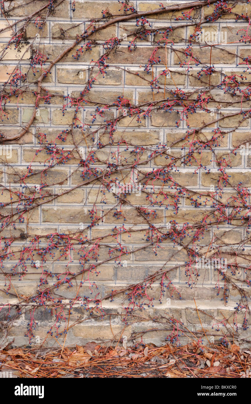 Japanese creeper (Parthenocissus tricuspidata Stock Photo Alamy