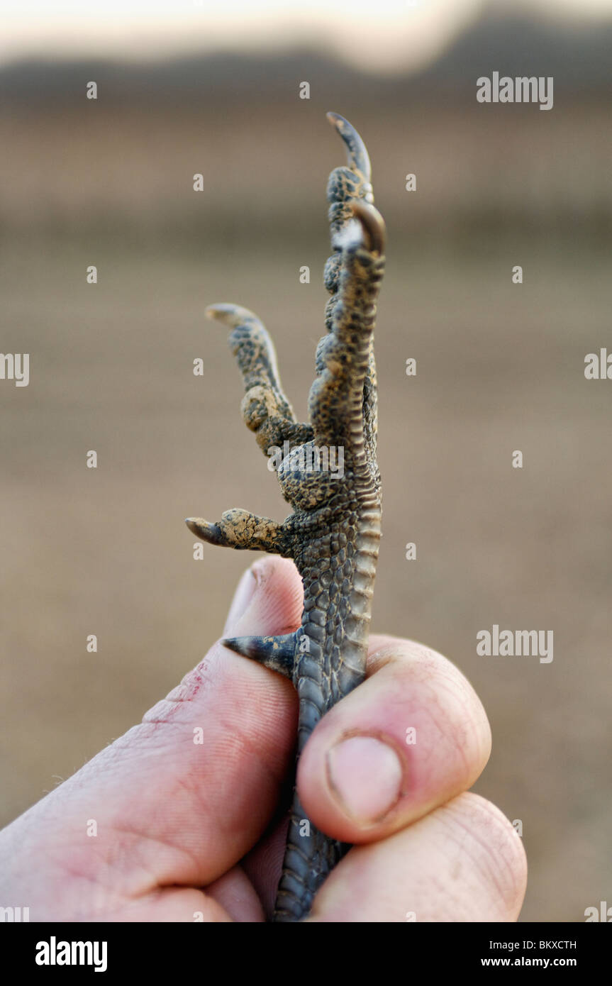 Spur on the Leg of a Harvested Mature Rooster Ringneck Pheasant Stock Photo