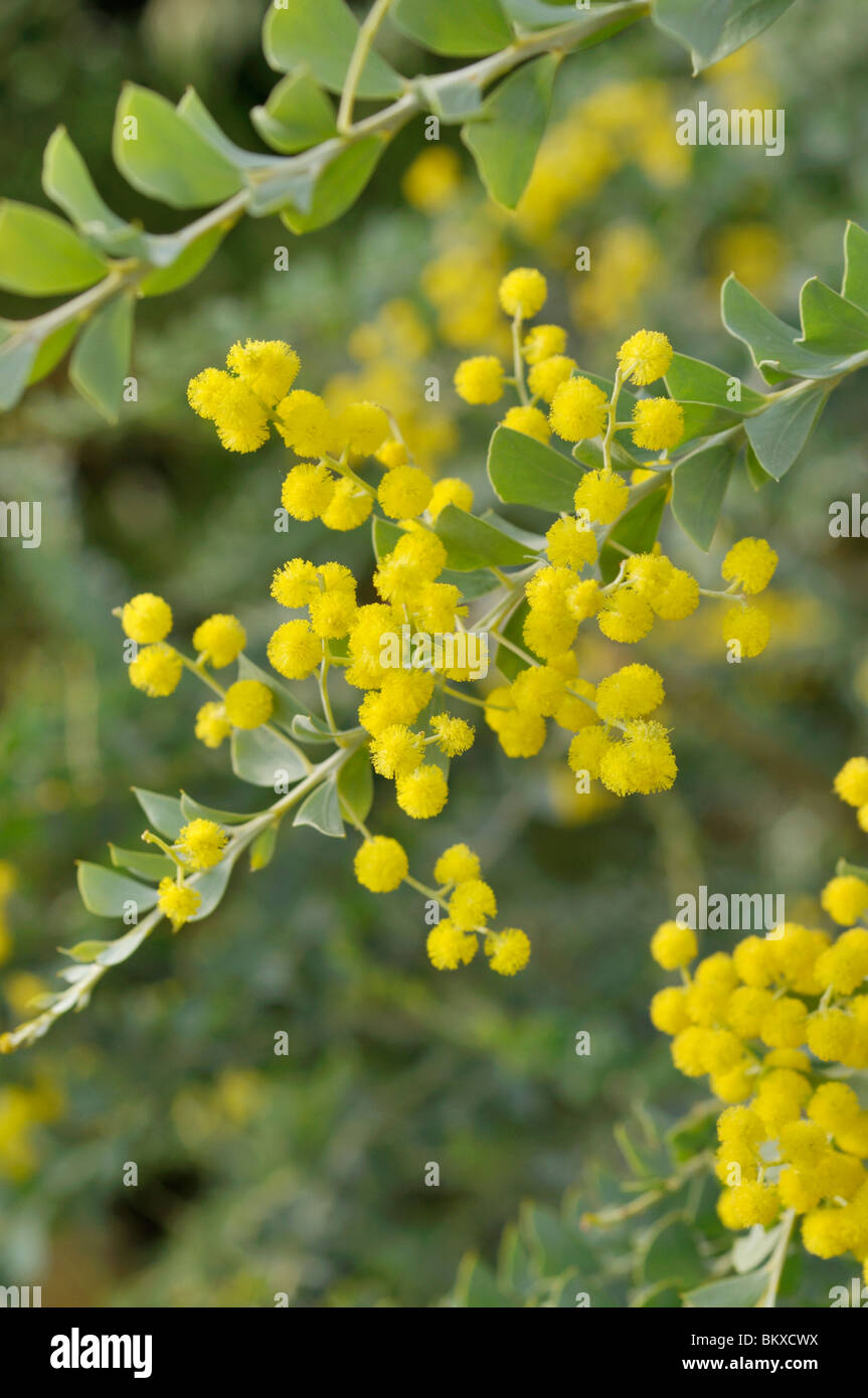 Knife leaf wattle (Acacia cultriformis Stock Photo Alamy
