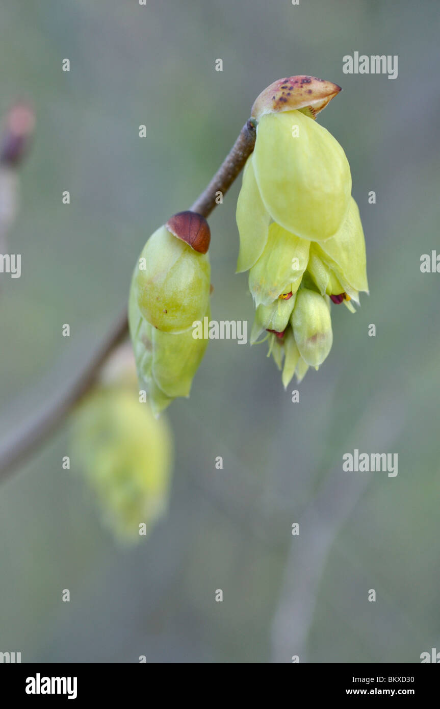 Spike winter hazel (Corylopsis spicata) Stock Photo