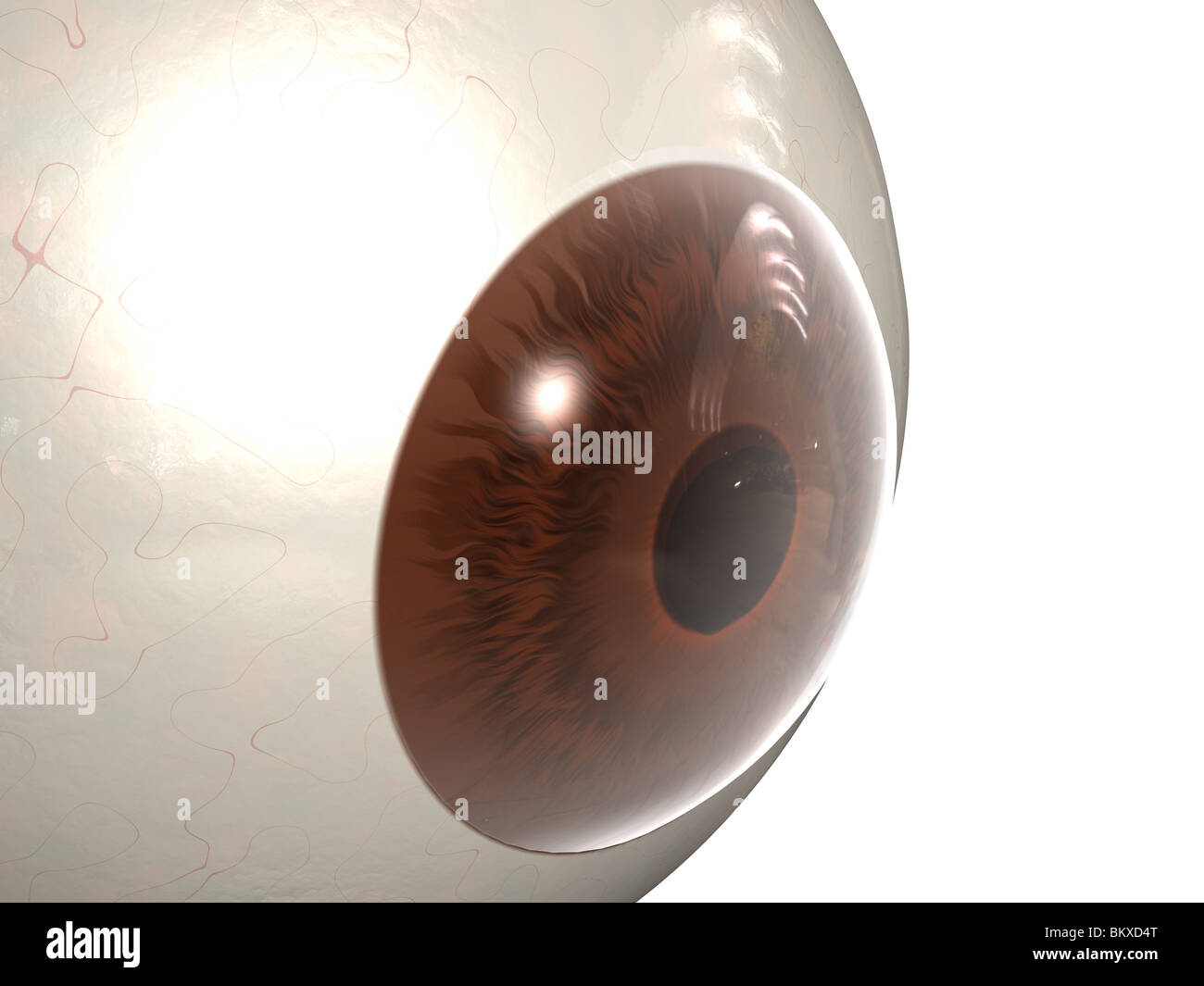 Close up view of the Eye, Iris and Pupil Stock Photo Alamy