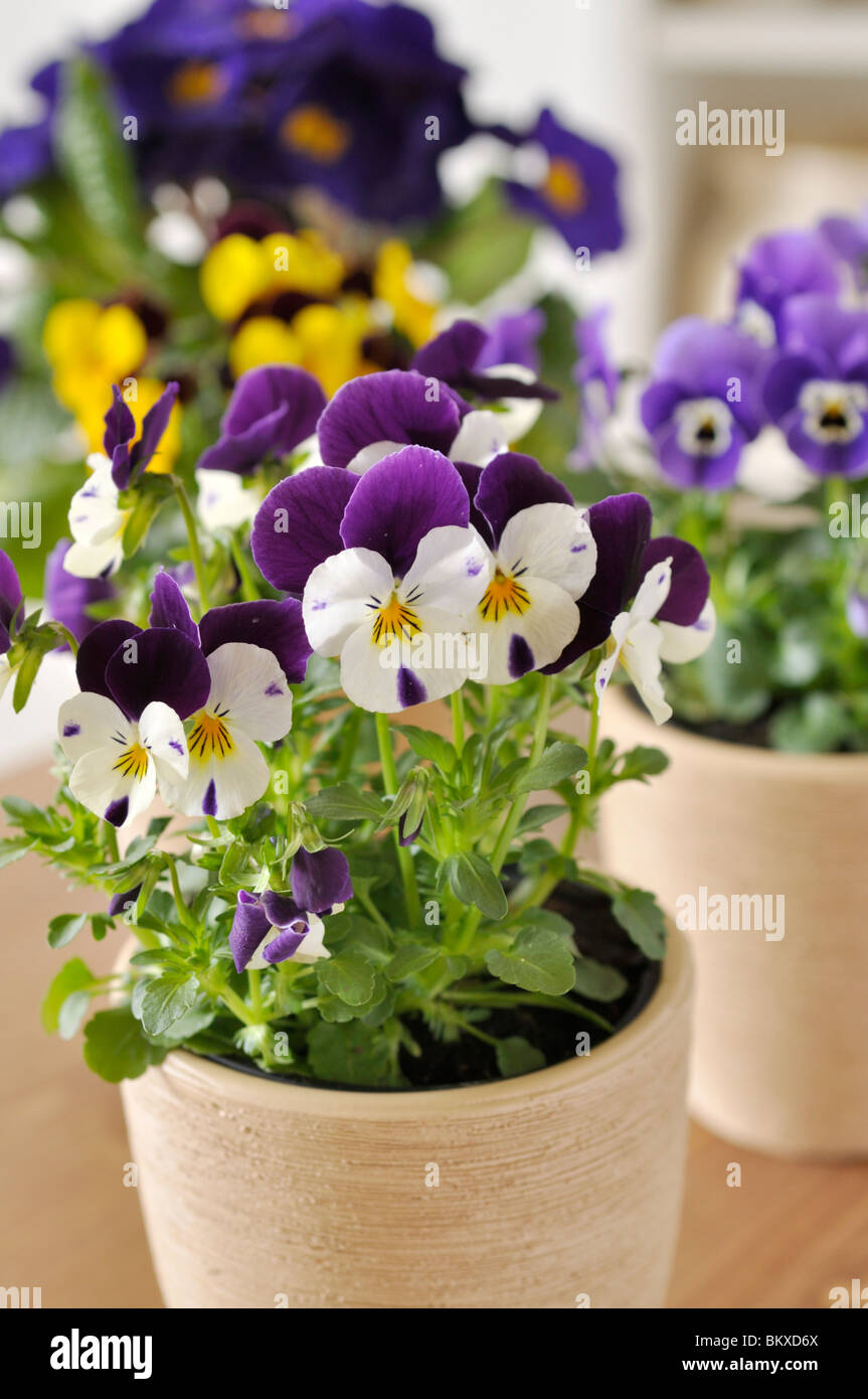 Horned pansies (Viola cornuta) Stock Photo
