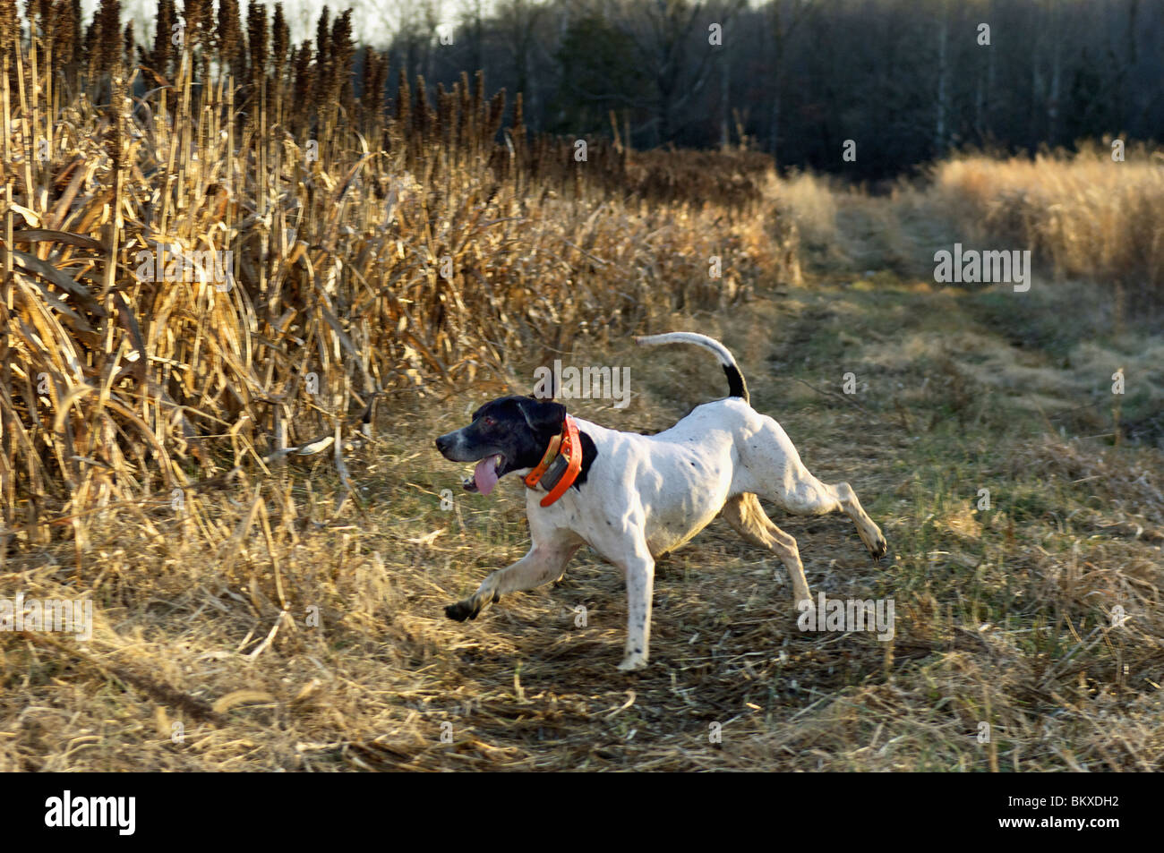 English Pointer Running near Field while Hunting Quail at Deer