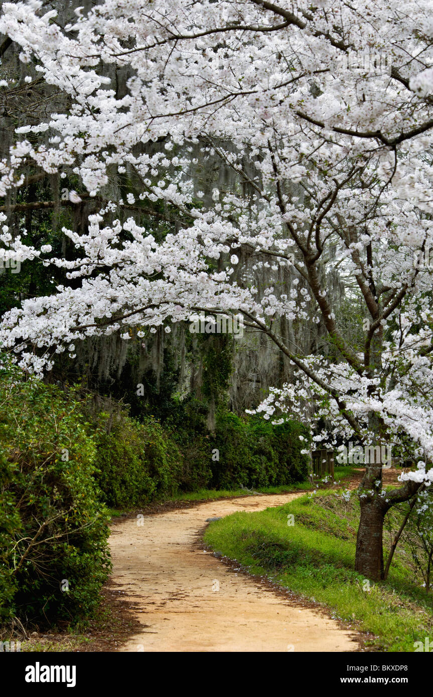 Flowering Cherry Tree in Bloom along Path in Edisto Memorial Gardens in