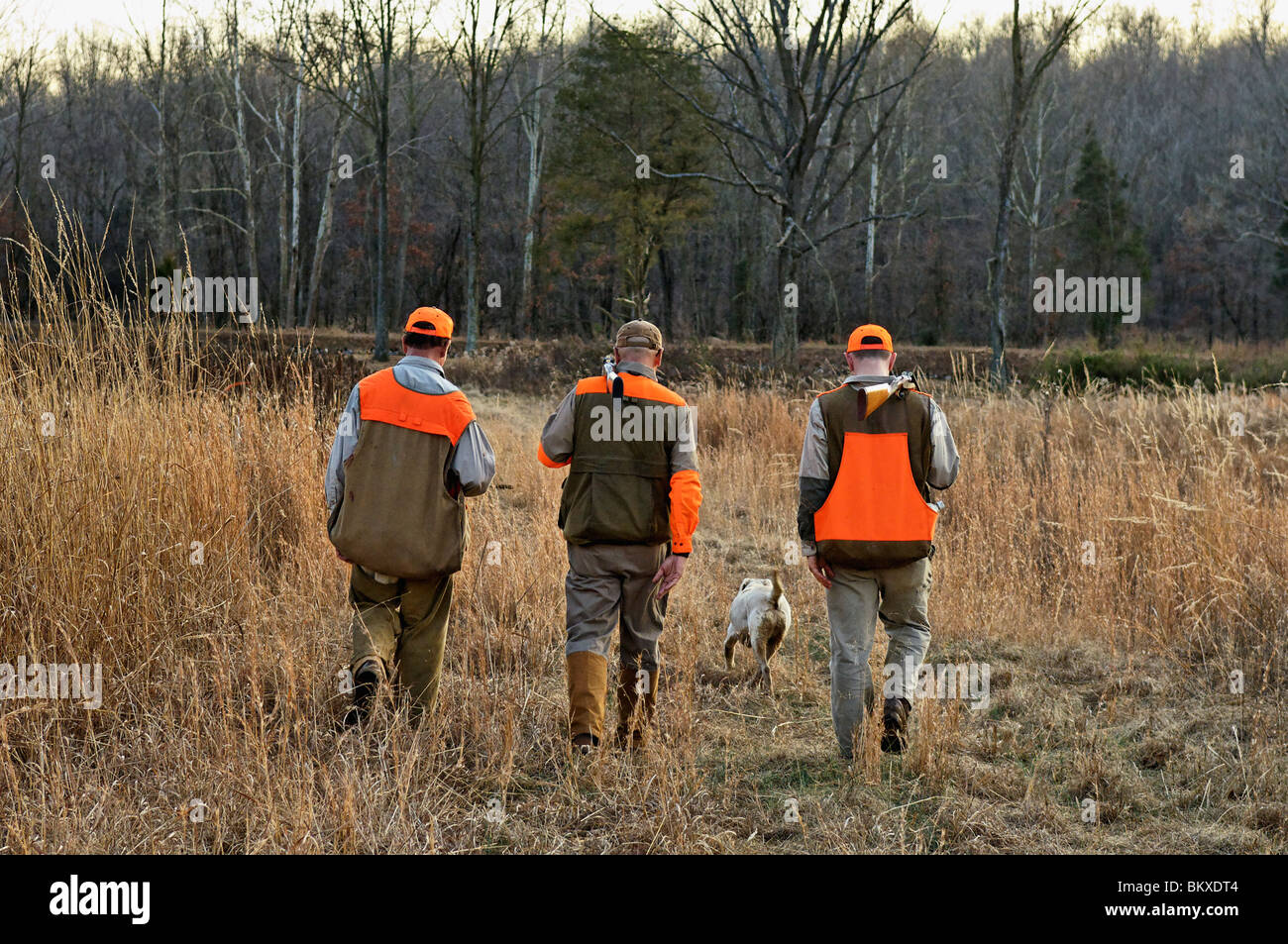 Upland Bird Hunters and Guide Walking through Field at the end of the Day at Deer Creek Lodge in Webster County, Kentucky Stock Photo
