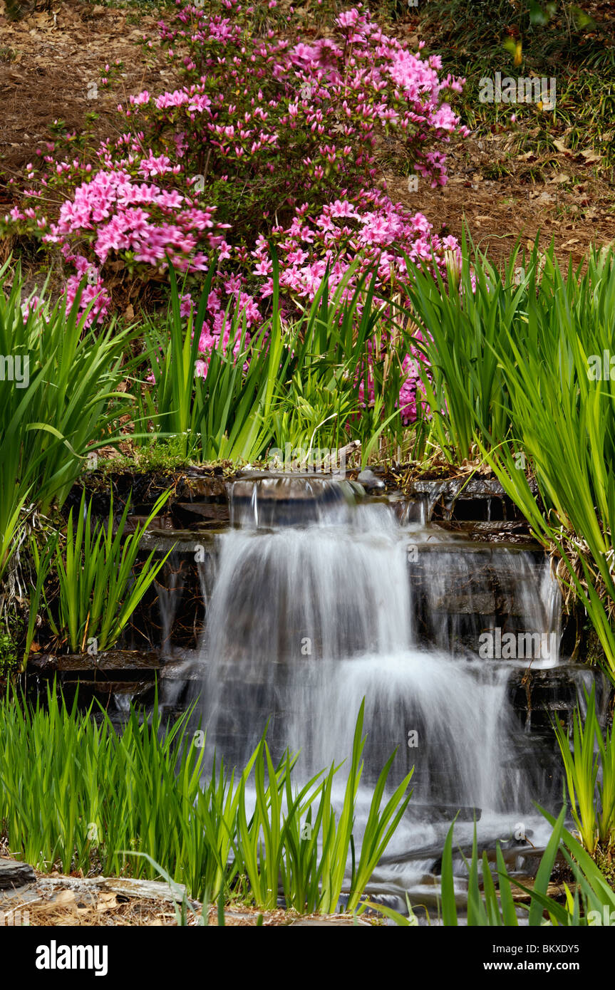 Blooming Azalea Bush and Small Waterfall in Edisto Memorial Gardens in Orangeburg, South Carolina Stock Photo