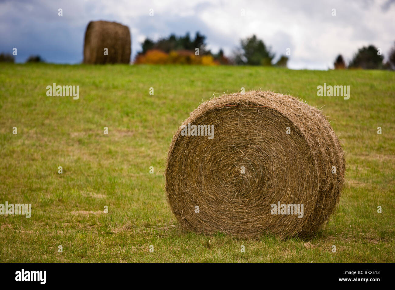 Hay bales at Mountain View Farm in fall in Vermont's Northeast Kingdom.  East Burke. Stock Photo