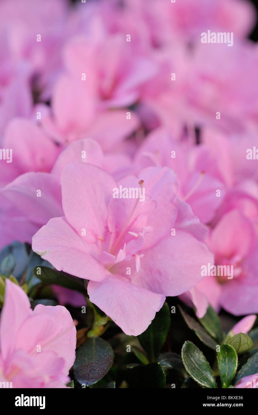 Indian azalea (Rhododendron simsii 'Janique' Stock Photo Alamy