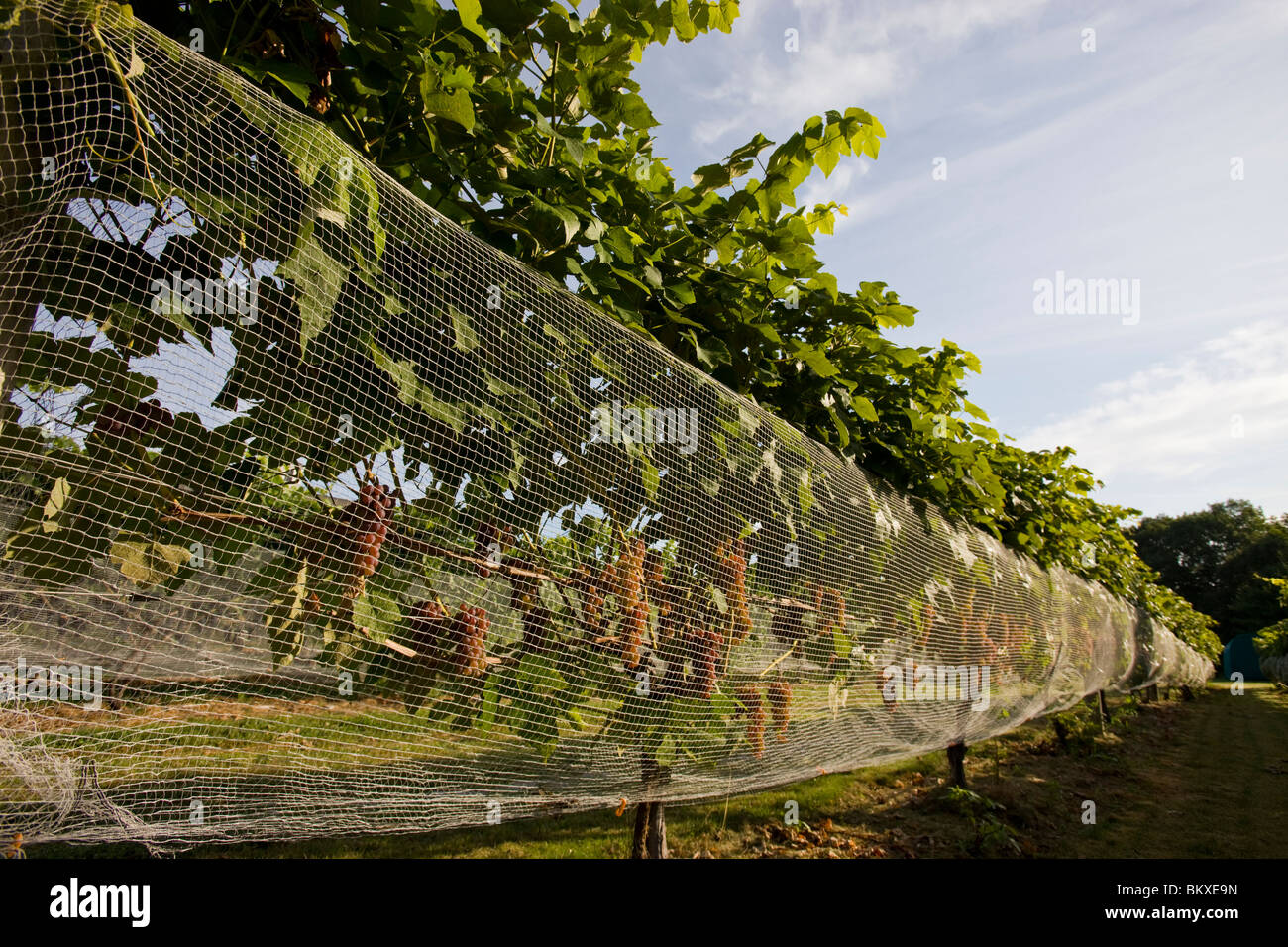 Jewell towne vineyard hires stock photography and images Alamy