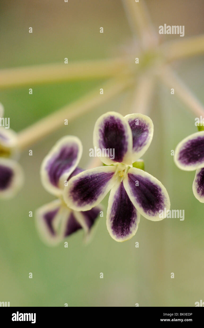 Pelargonium (Pelargonium lobatum) Stock Photo