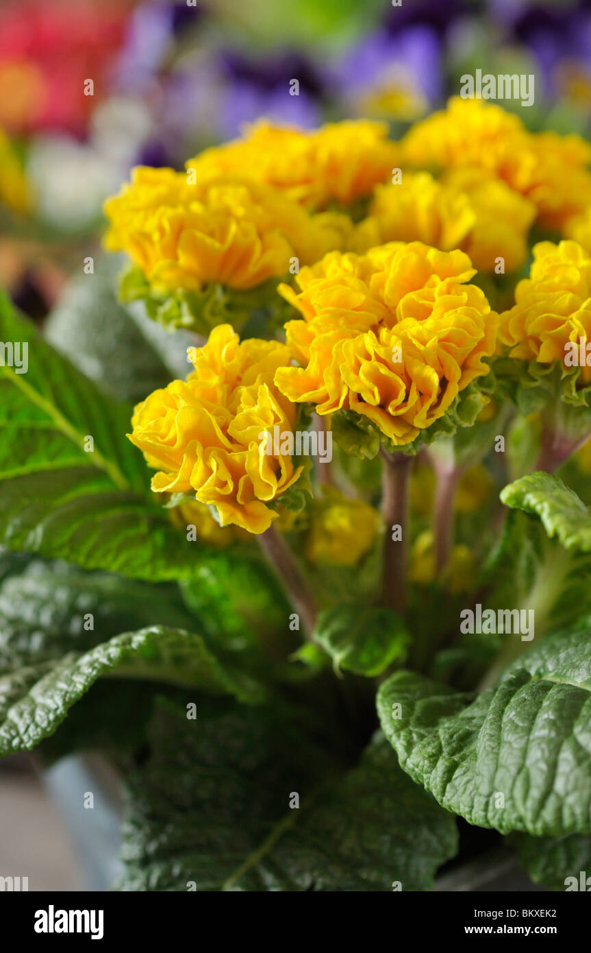 Comon primrose (Primula vulgaris 'Suzette' syn. Primula acaulis 'Suzette') Stock Photo
