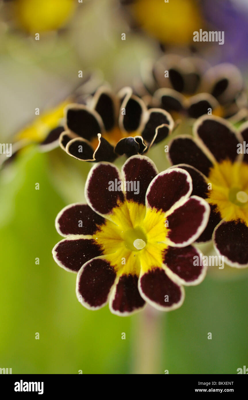 True oxlip (Primula elatior 'Victoriana Silver Lace Black') Stock Photo