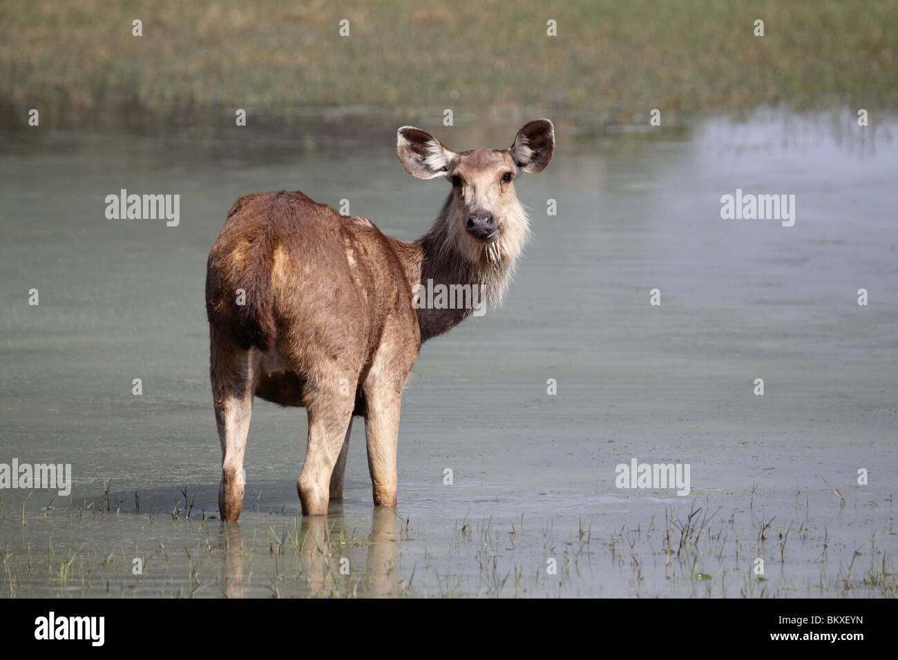 Sambar Deer, Rusa unicolor, India Stock Photo