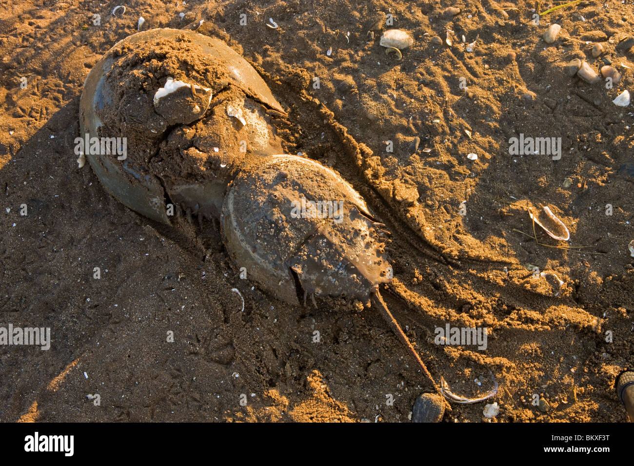 Mating Horseshoe crabs, Limulus polyphemus, at low tide on the salt marsh side of Long Beach in Stratford, Connecticut. Stock Photo