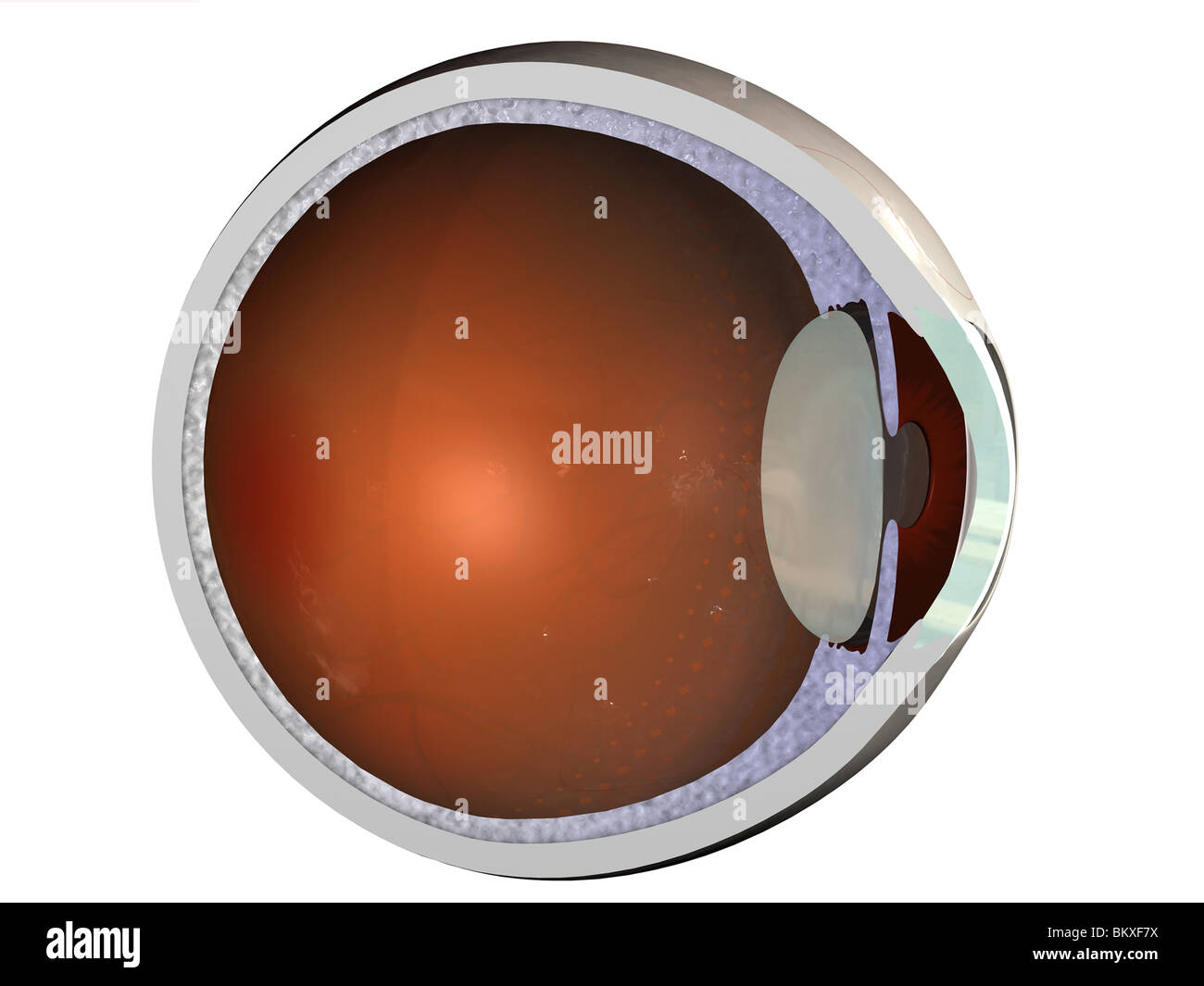 Cross-section of the Eye: Lens, Retina Stock Photo