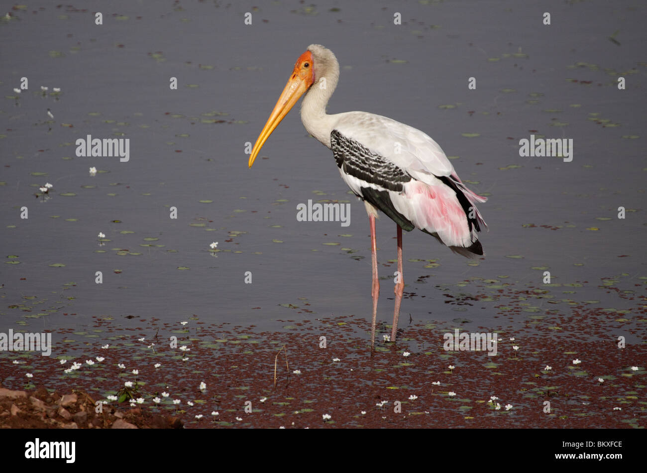 Painted Stork, Mycteria leucocephala, India Stock Photo