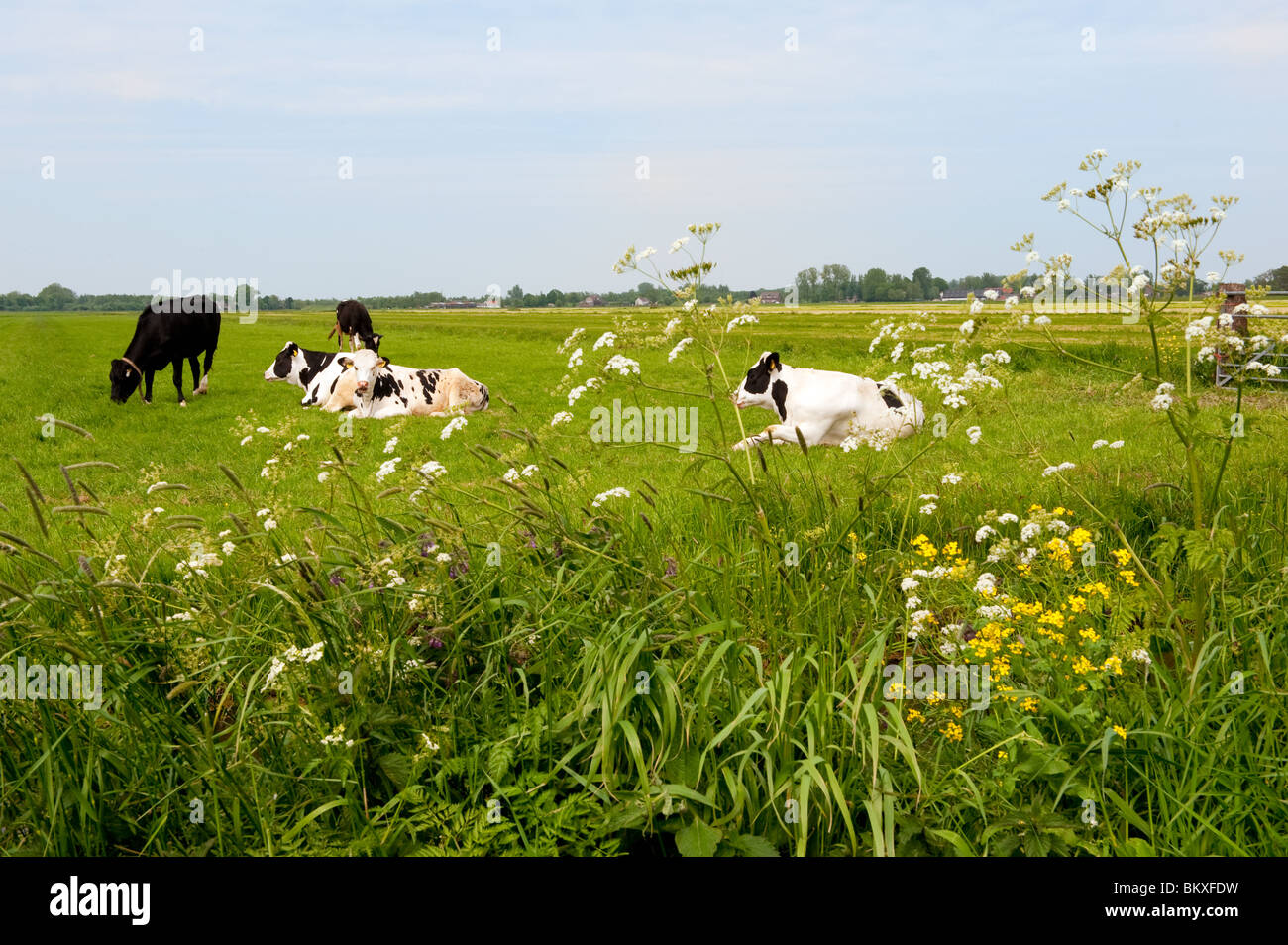 Typical Dutch black and white cows in grass landscape Stock Photo - Alamy