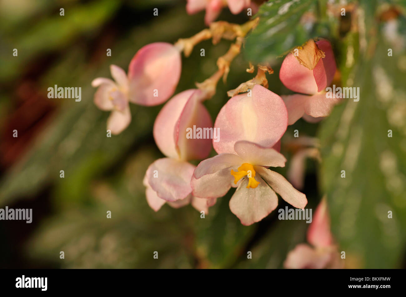 Begonia (Begonia aconitifolia) Stock Photo