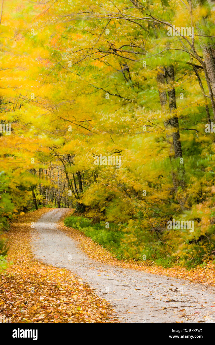 Wind Blurs The Fall Colors Along Kelly Stand Road In Southern Vermont 