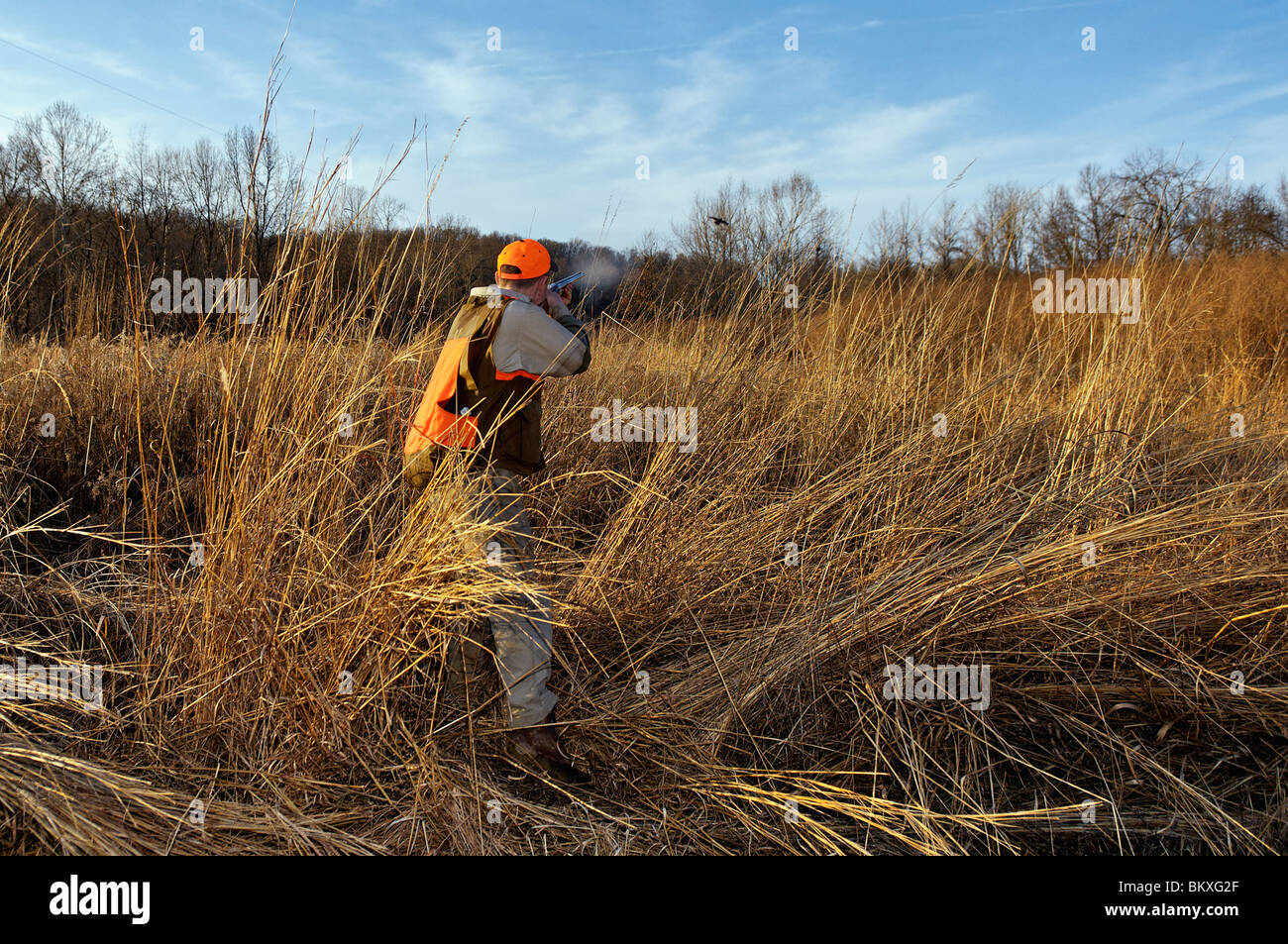 Upland Bird Hunter Shooting at Ringneck Pheasant at Deer Creek Lodge in Webster County Stock Photo
