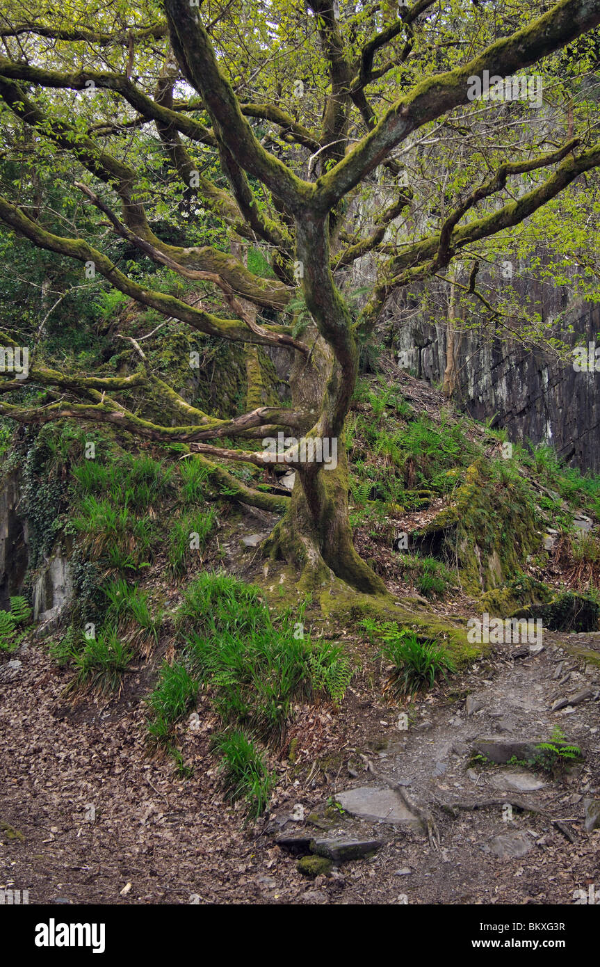 Oak tree in former slate quarry, Welsh Wildlife Centre, Cilgerran