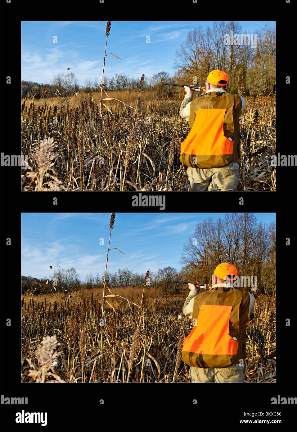 Sequence of Upland Bird Hunter and Flushing Covey of Quail at Deer Creek Lodge in Webster County, Kentucky Stock Photo