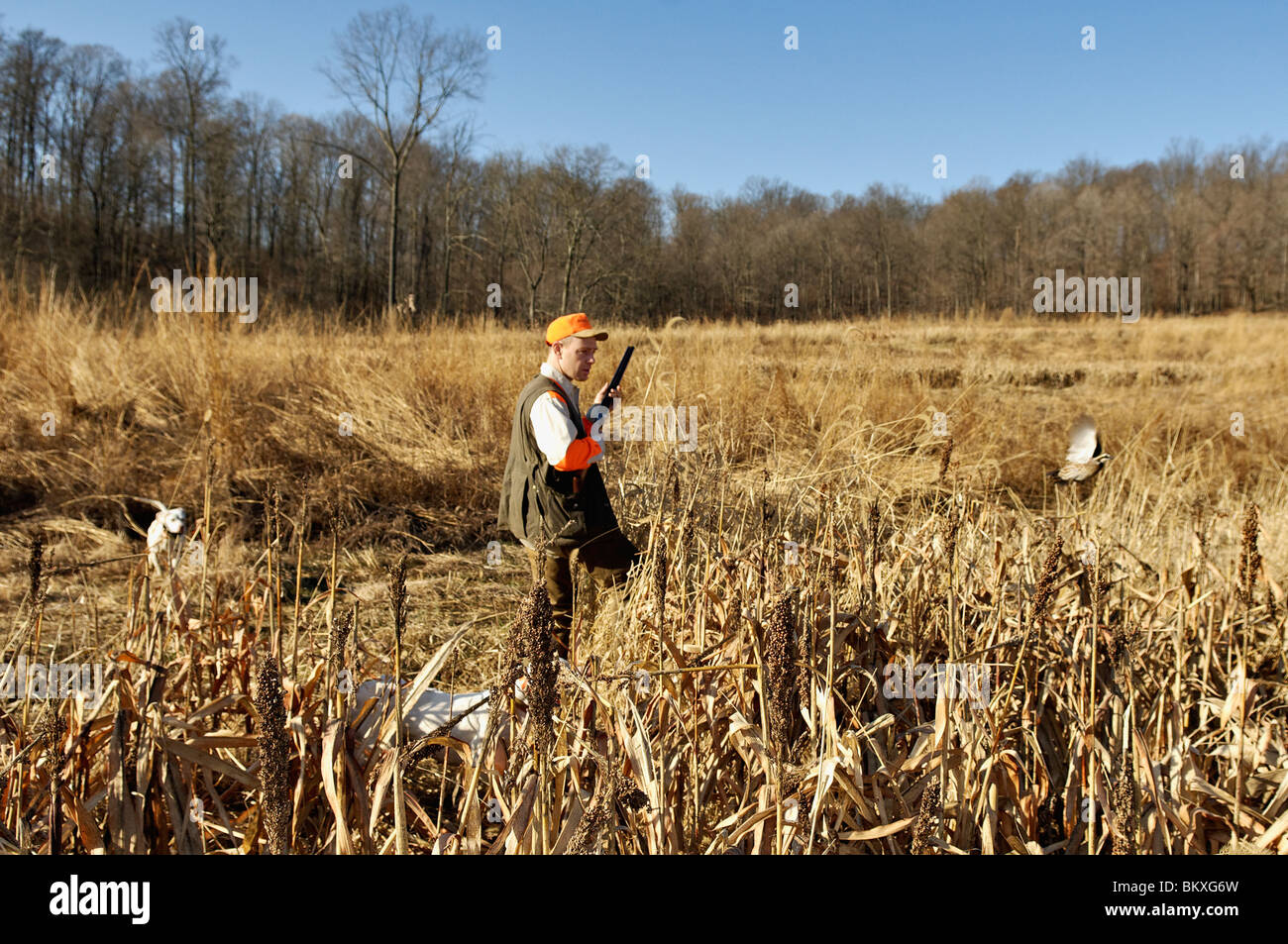 Upland Bird Hunter and Flushing Bobwhite Quail at Deer Creek Lodge in