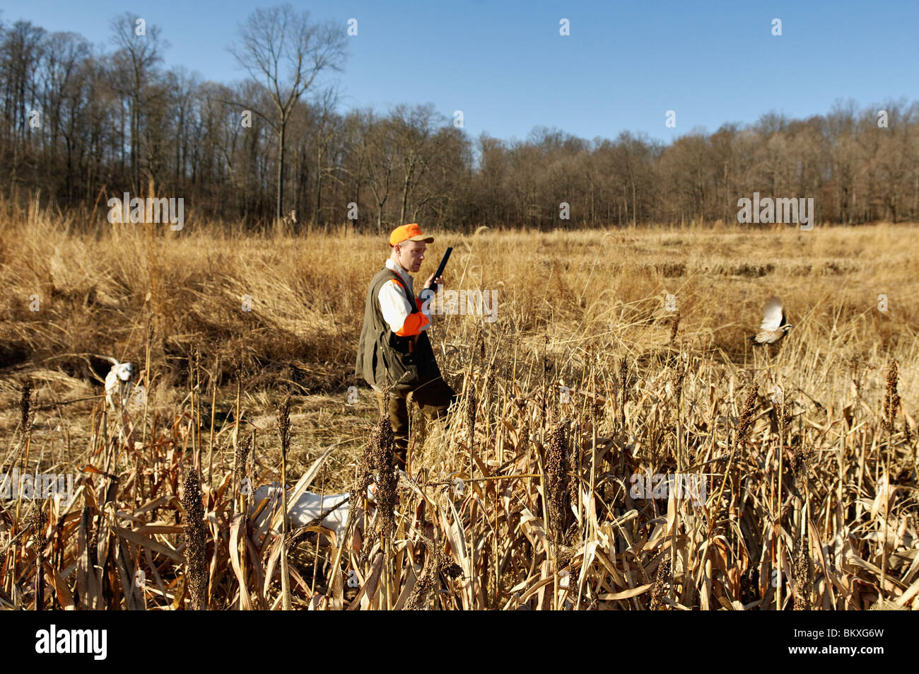 Upland Bird Hunter and Flushing Bobwhite Quail at Deer Creek Lodge in Webster County, kentucky Stock Photo
