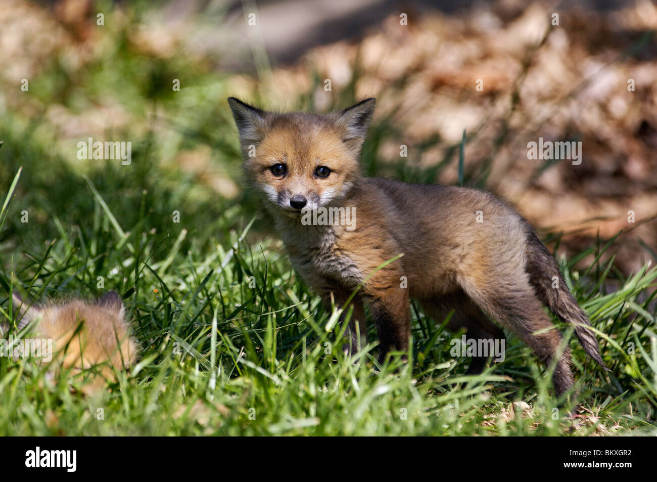 Baby Red Foxe in Floyd County, Indiana Stock Photo