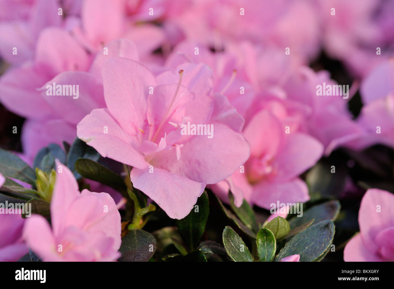 Indian azalea (Rhododendron simsii 'Janique' Stock Photo Alamy