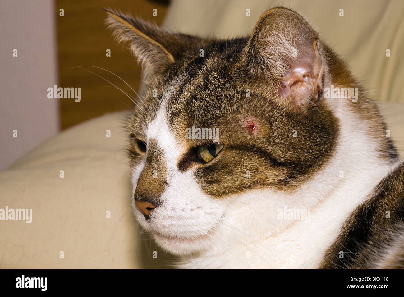 Cat bite hires stock photography and images Alamy