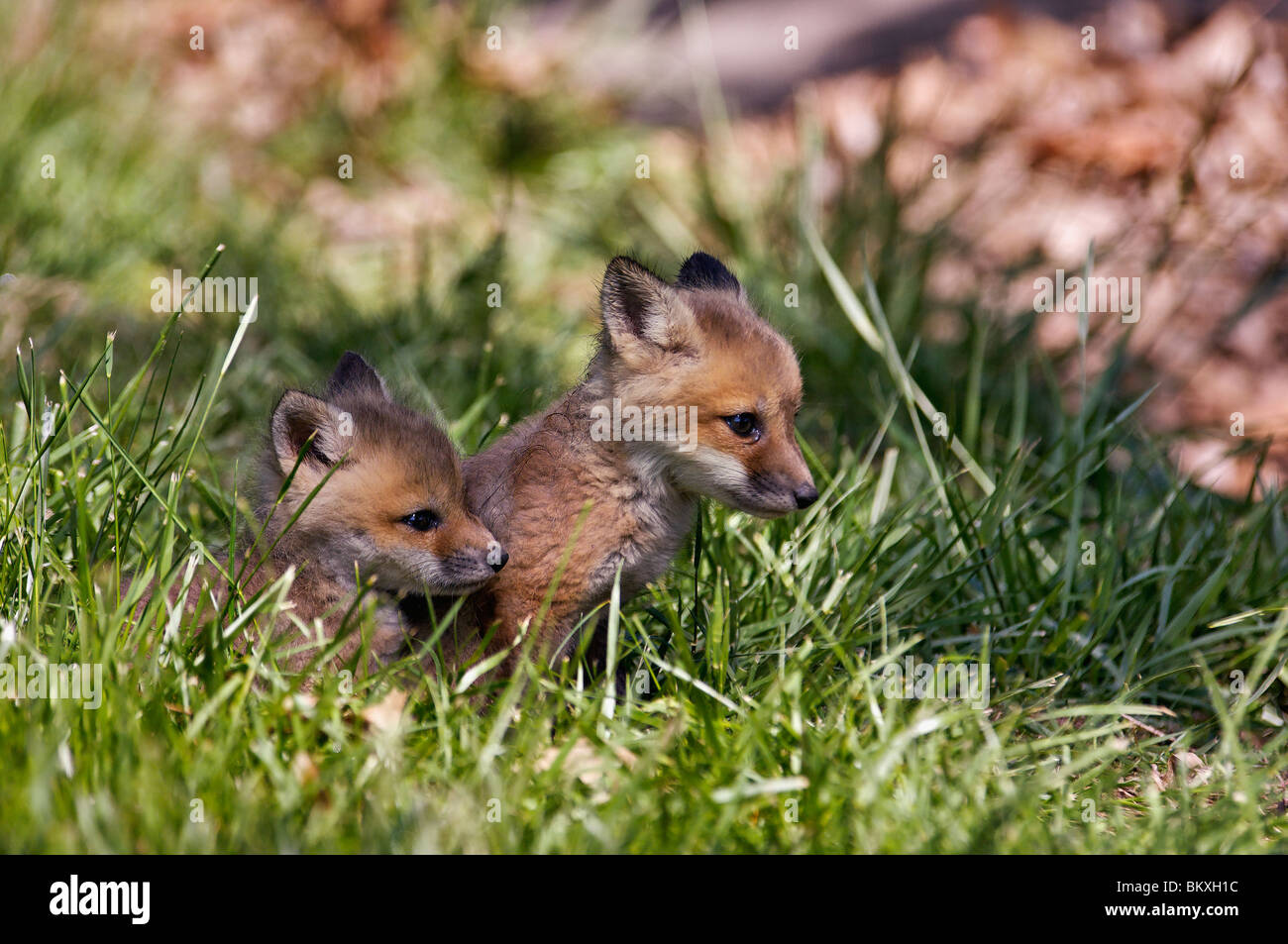 Pair of Red Fox Babies in Floyd County, Indiana Stock Photo Alamy
