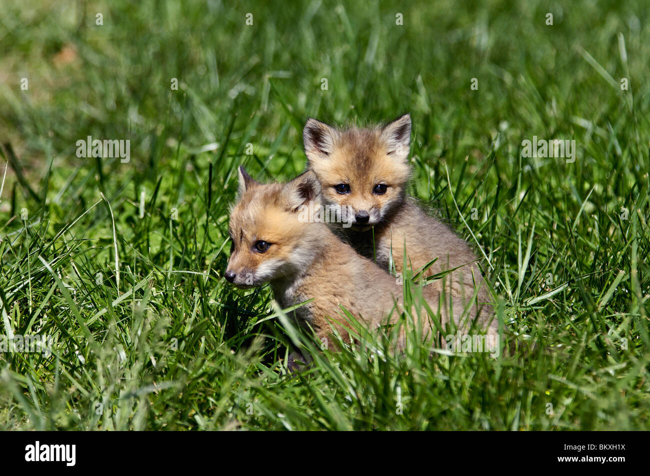 Two Baby Red Foxes Playing Together in Floyd County, Indiana Stock Photo