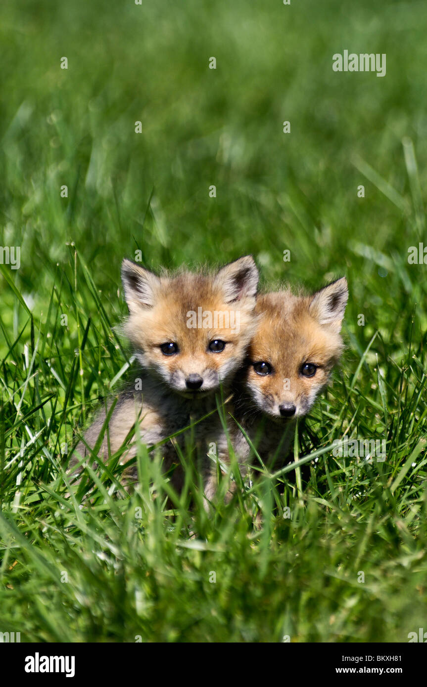 Two Baby Red Foxes Huddled Together in Floyd County, Indiana Stock Photo