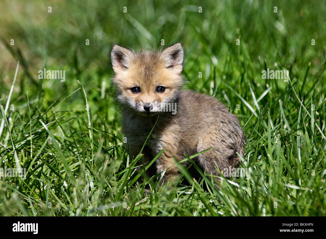 Baby Red Fox in Floyd County, Indiana Stock Photo