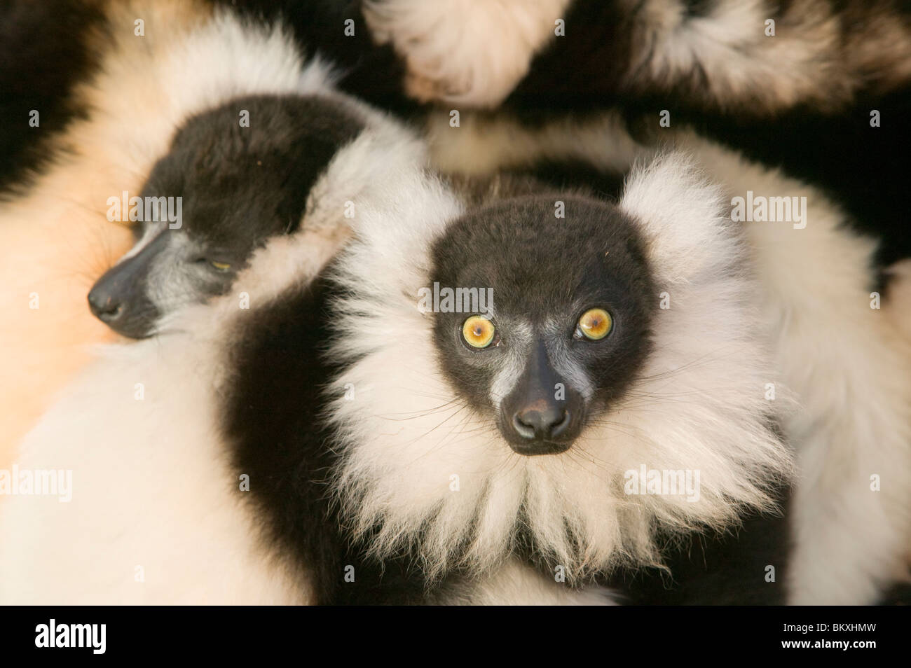Ruffed Lemurs in a cuddle Stock Photo